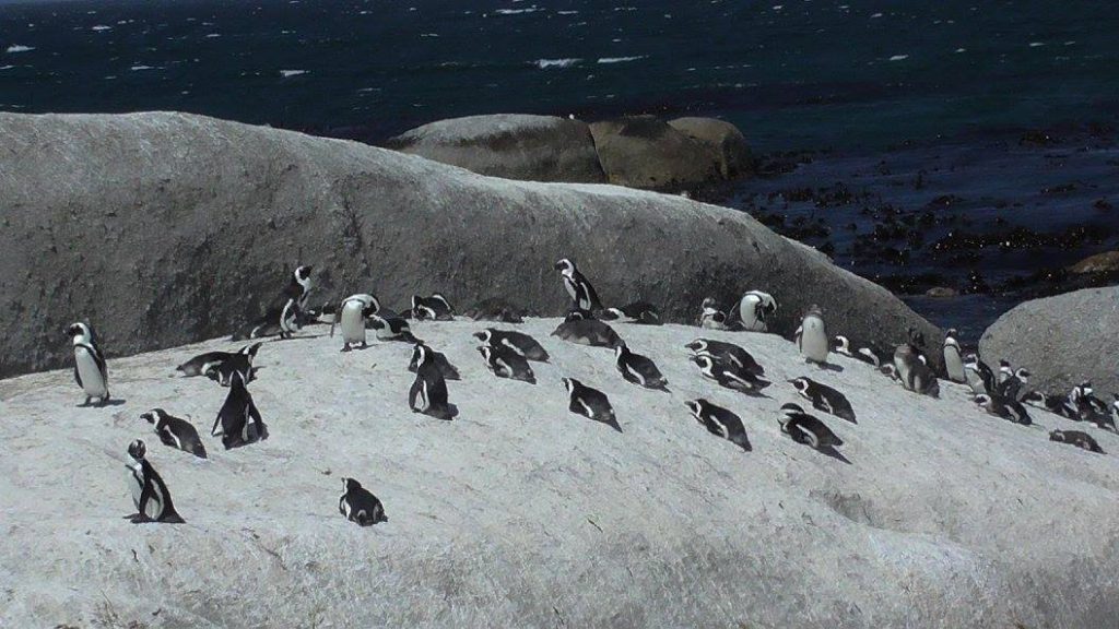 Don't miss the penguins at the Cape of Good Hope. Photo credit: Dom Lewis