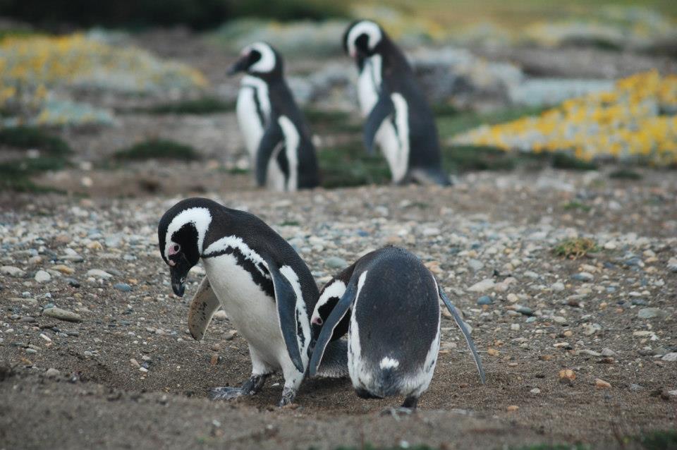 Many ports of call have penguin colonies, including the Galapagos Islands and South Africa. Photo credit: Daniel Camenzuli