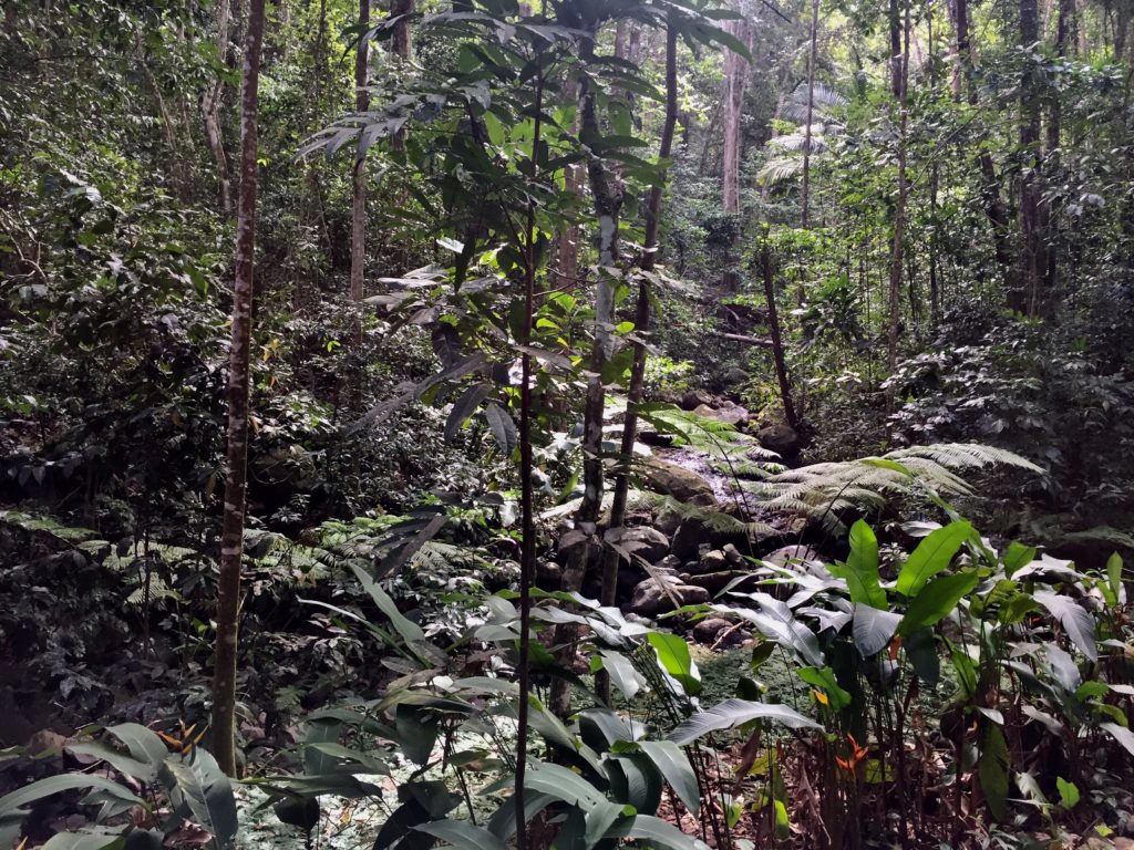 St. Lucia rainforest
